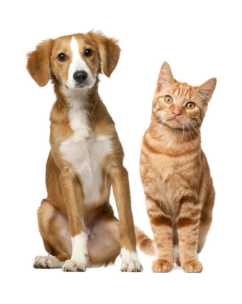 home_vet_gallery home_vet_gallery