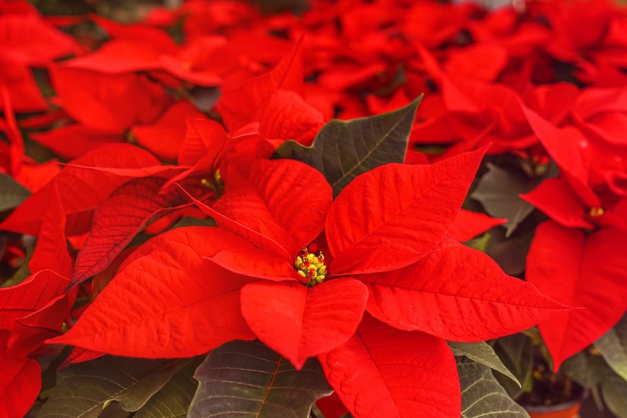 poinsettia-adventsstern-christmas-star-ornamental-plant-red-spurge-family