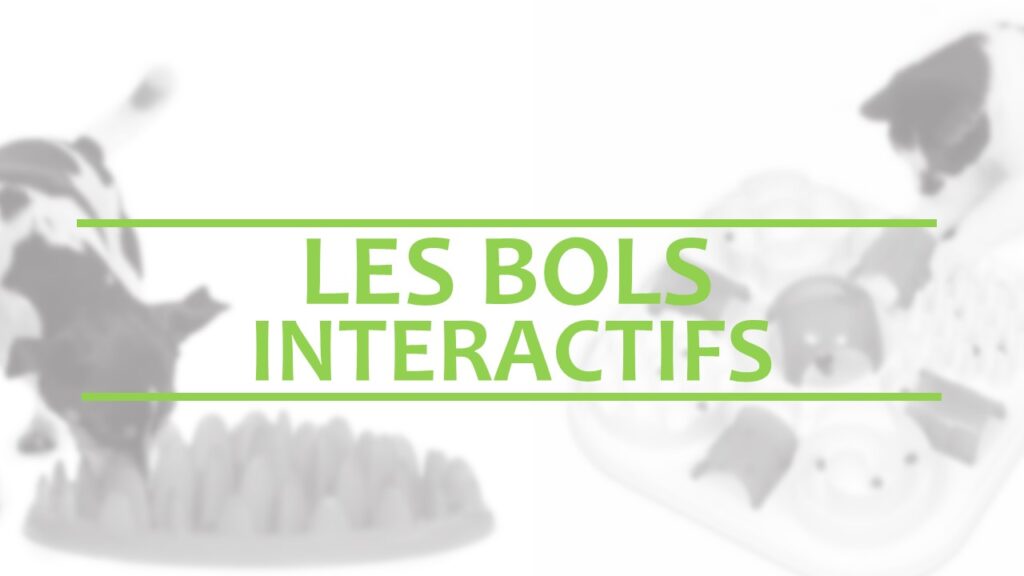 Bols interactifs Clinique Vétérinaire StLinLaurentides
