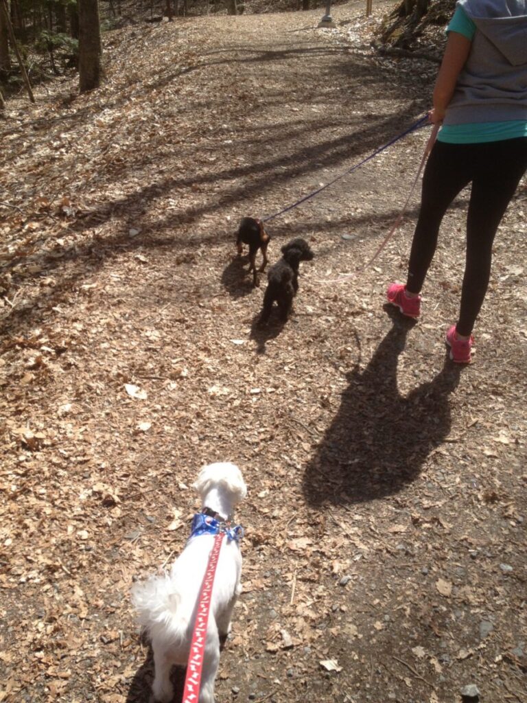 IMG_6692 Clinique Vétérinaire StLinLaurentides