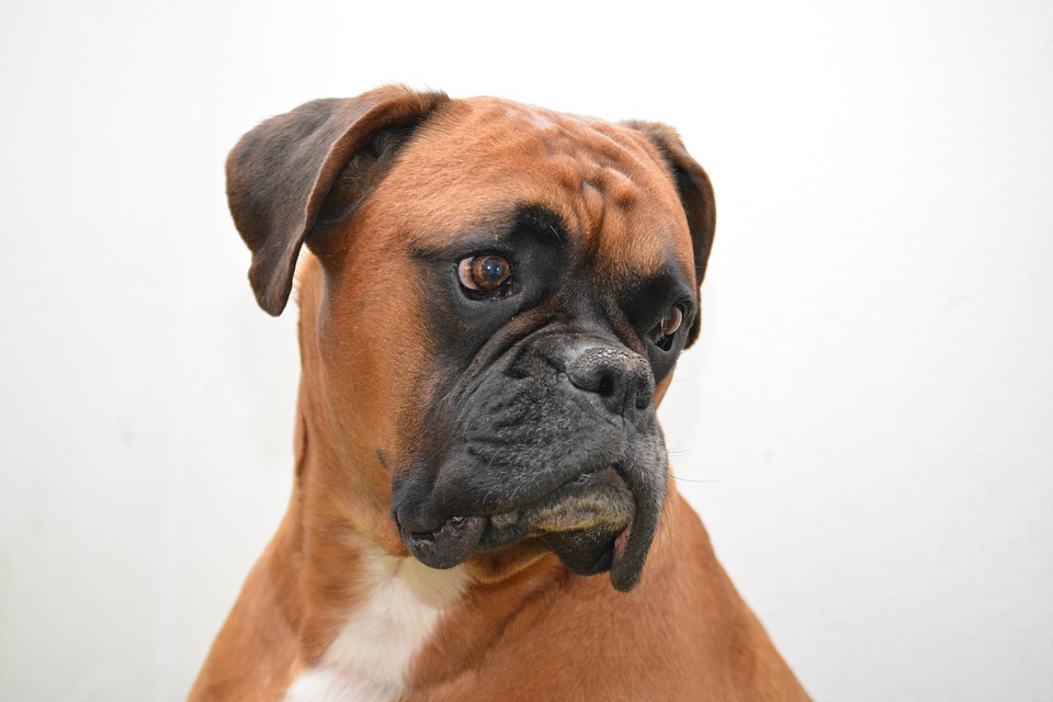 boxer