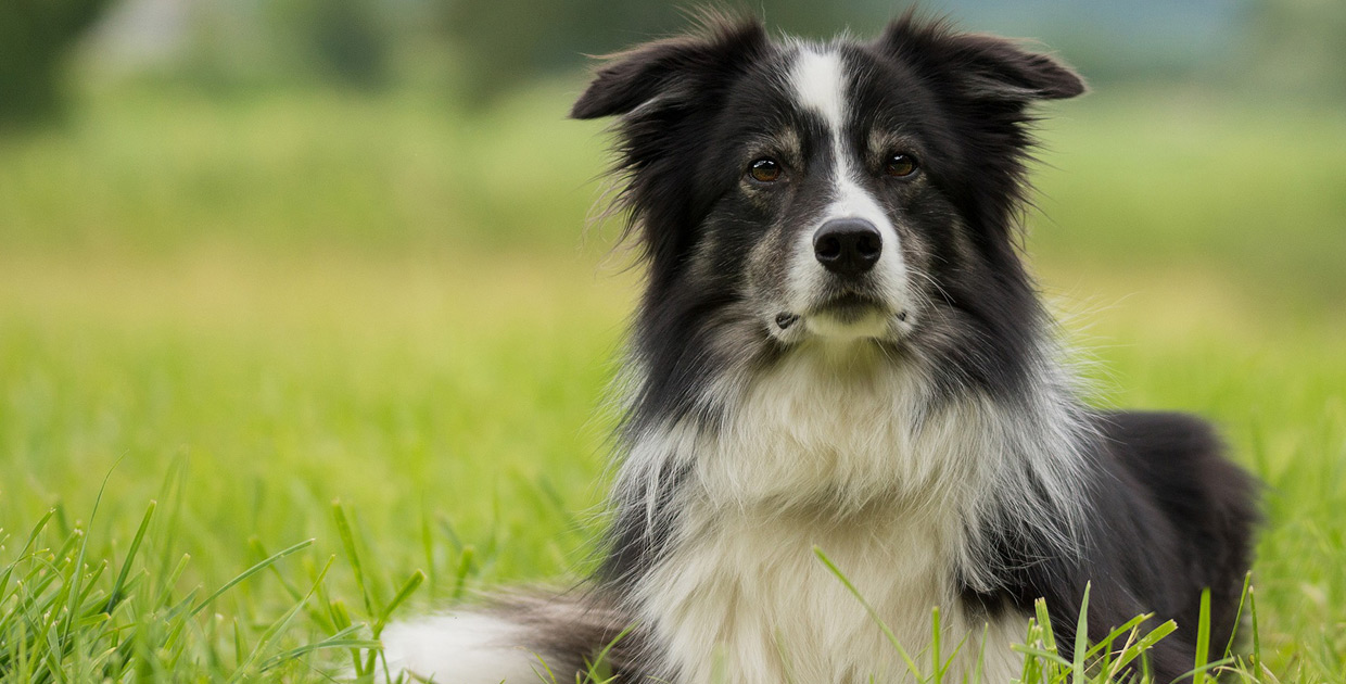 Accueil Clinique Vétérinaire StLinLaurentides