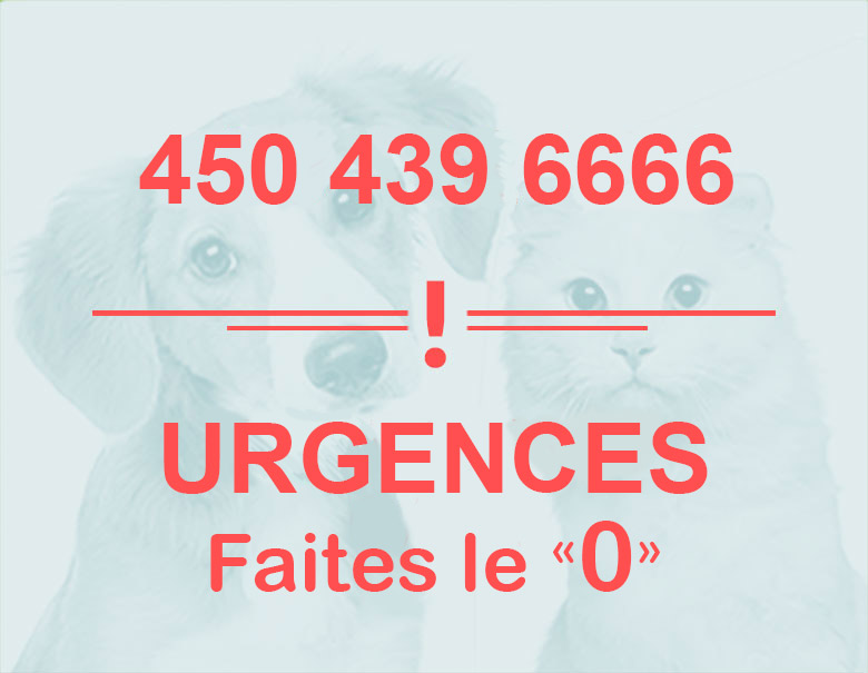 home_veterinaire2