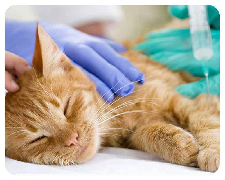 soins-veterinaires