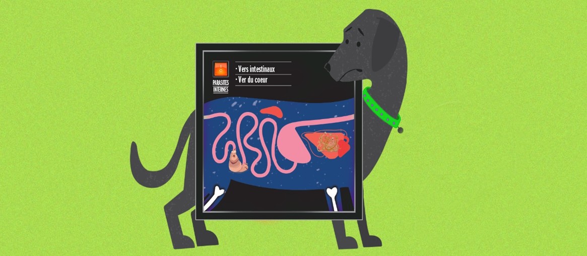 Chien1 Clinique Vétérinaire StLinLaurentides