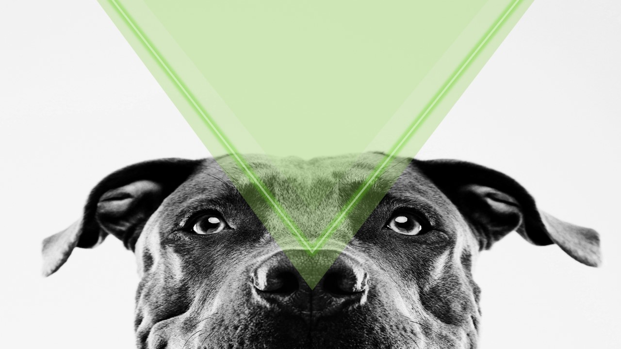 Accueil Clinique Vétérinaire StLinLaurentides