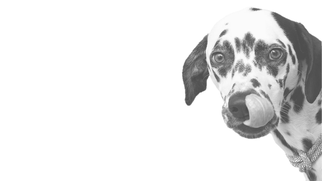 Accueil Clinique Vétérinaire StLinLaurentides